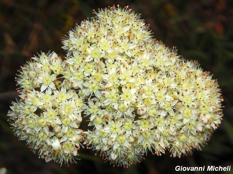 Hylotelephium maximum / Borracina massima